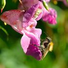 Bis die Pollen fliegen