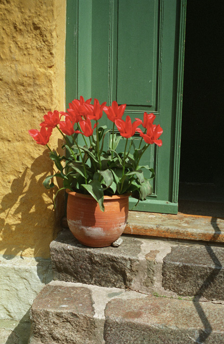 Bis die Tulpen wieder blühen,