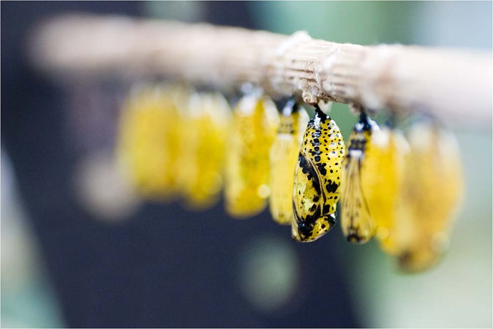 Bis ein Schmetterling schlüpft