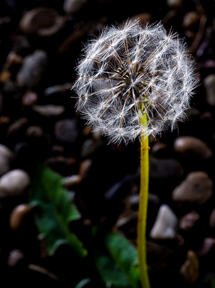 ... bis ich zur Pusteblume wurde und wieder davon flog.