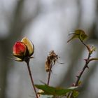 bis jetzt den Winter überlebt ...