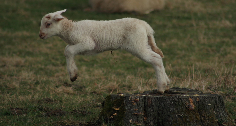 Bis Ostern ist es nur noch ein Sprung