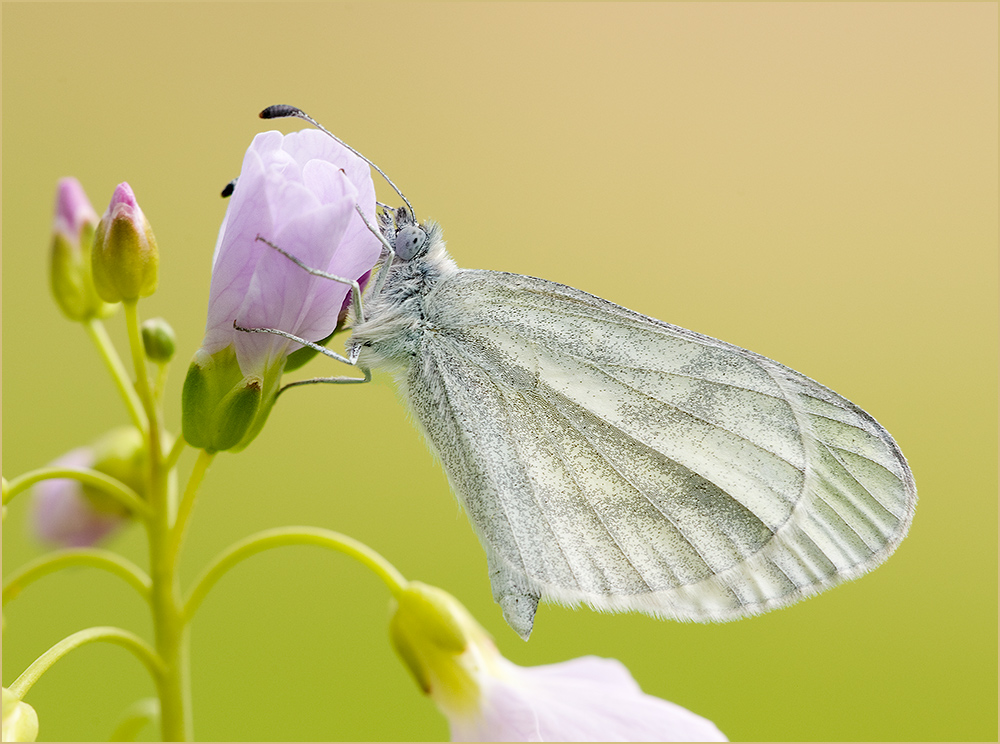 Bis sie wieder fliegen