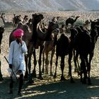 Bis zu 50 000 Kamele am Pushkar Mela