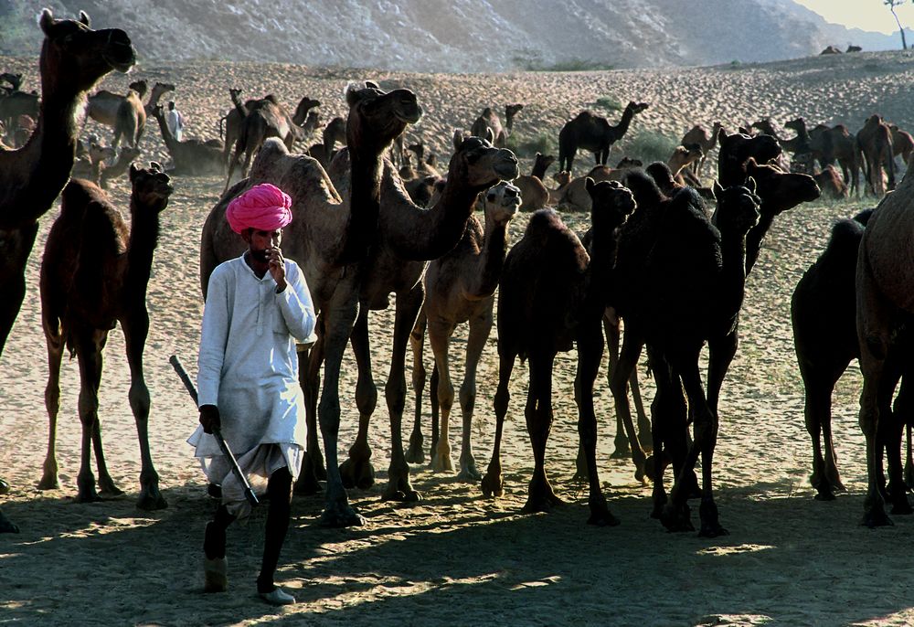 Bis zu 50 000 Kamele am Pushkar Mela