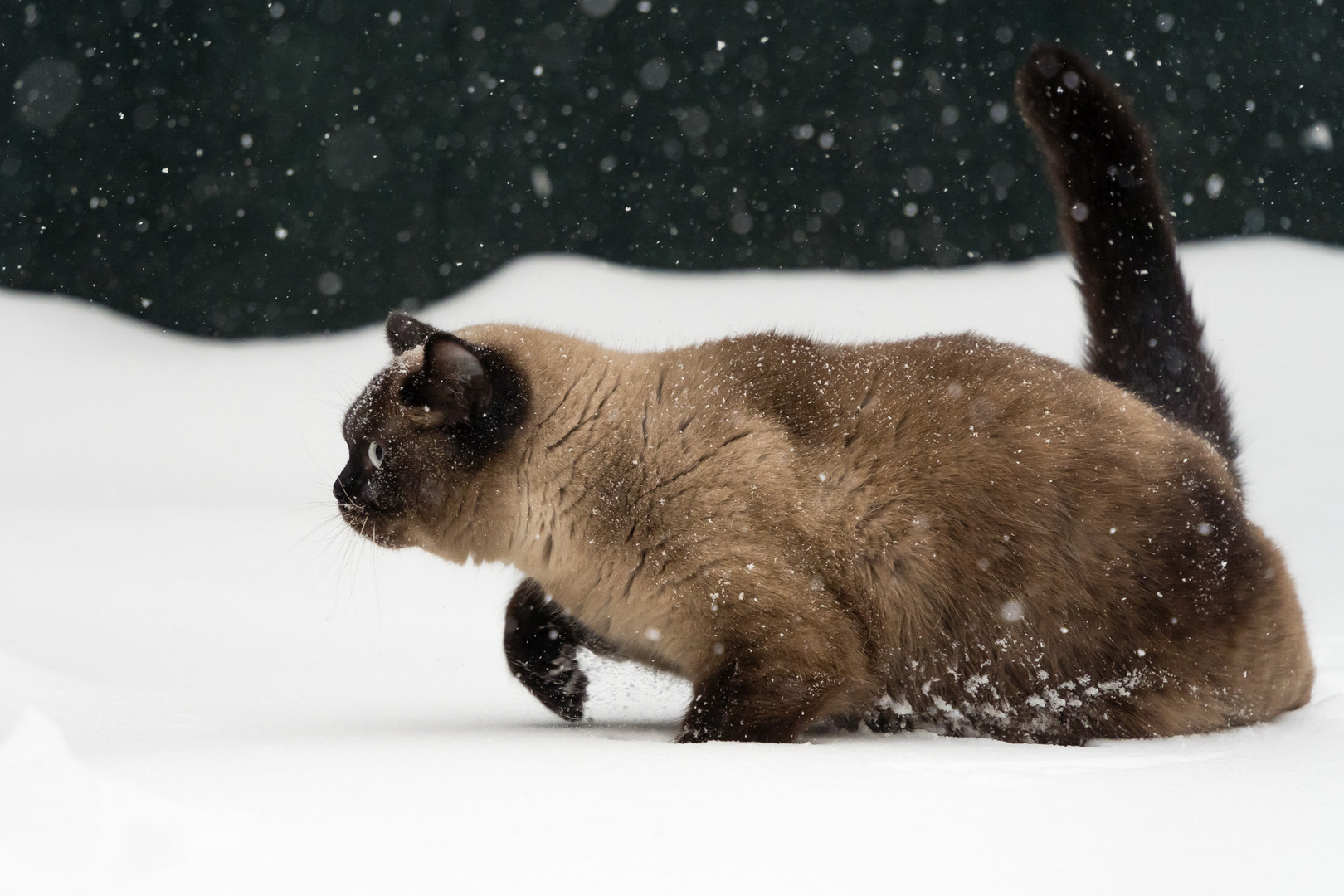 Bis zum Bauch im Schnee