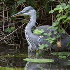 bis zum Bauch im Wasser  .....