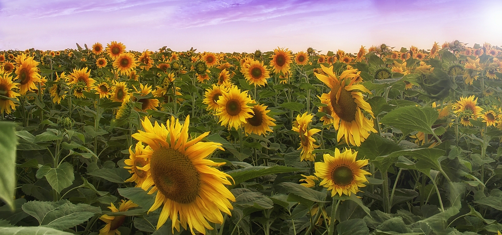 Bis zum Horizont