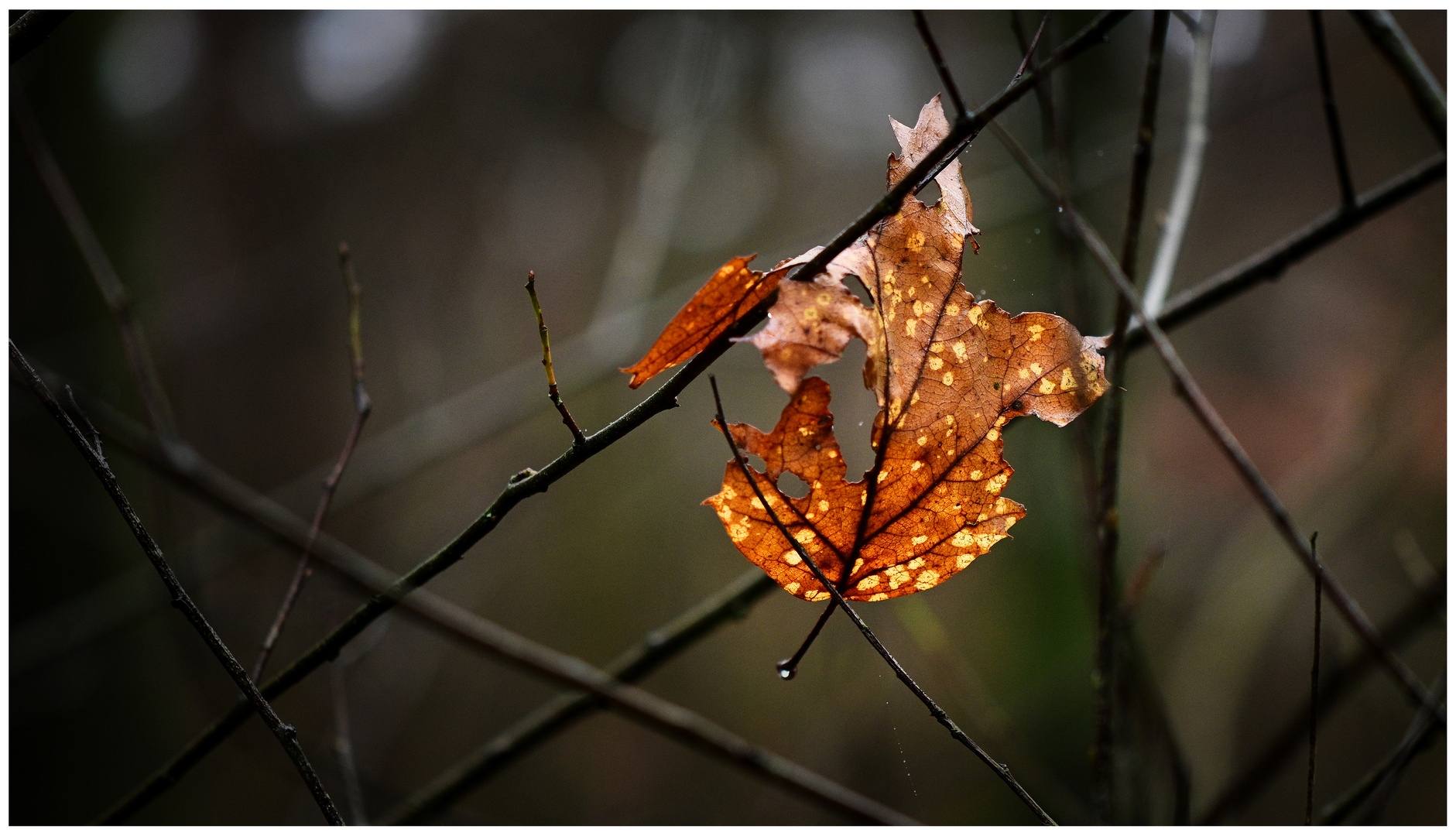 Bis zum letzten Blatt