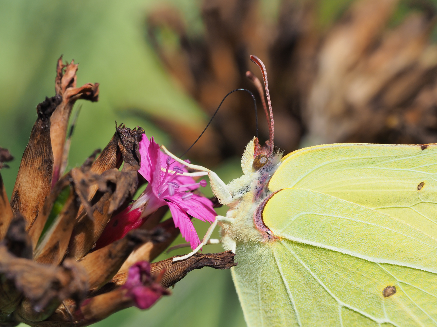 Bis zur letzten Blüte 2