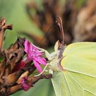 Bis zur letzten Blüte 2