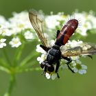 Bis zur letzten Blüte