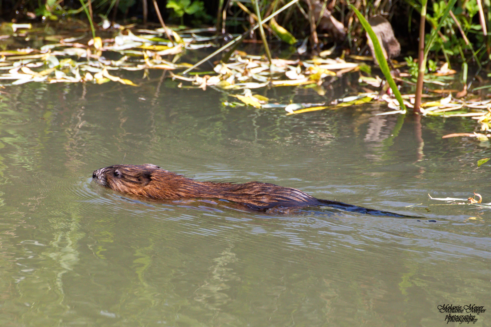 Bisam Foto & Bild teich, natur, tiere Bilder auf