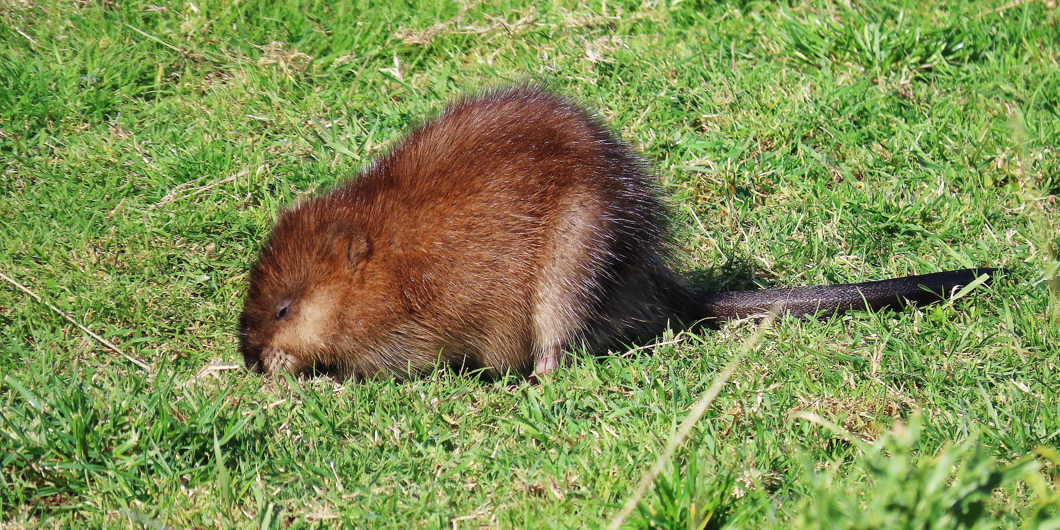 Bisam Foto & Bild tiere, wildlife, säugetiere Bilder auf