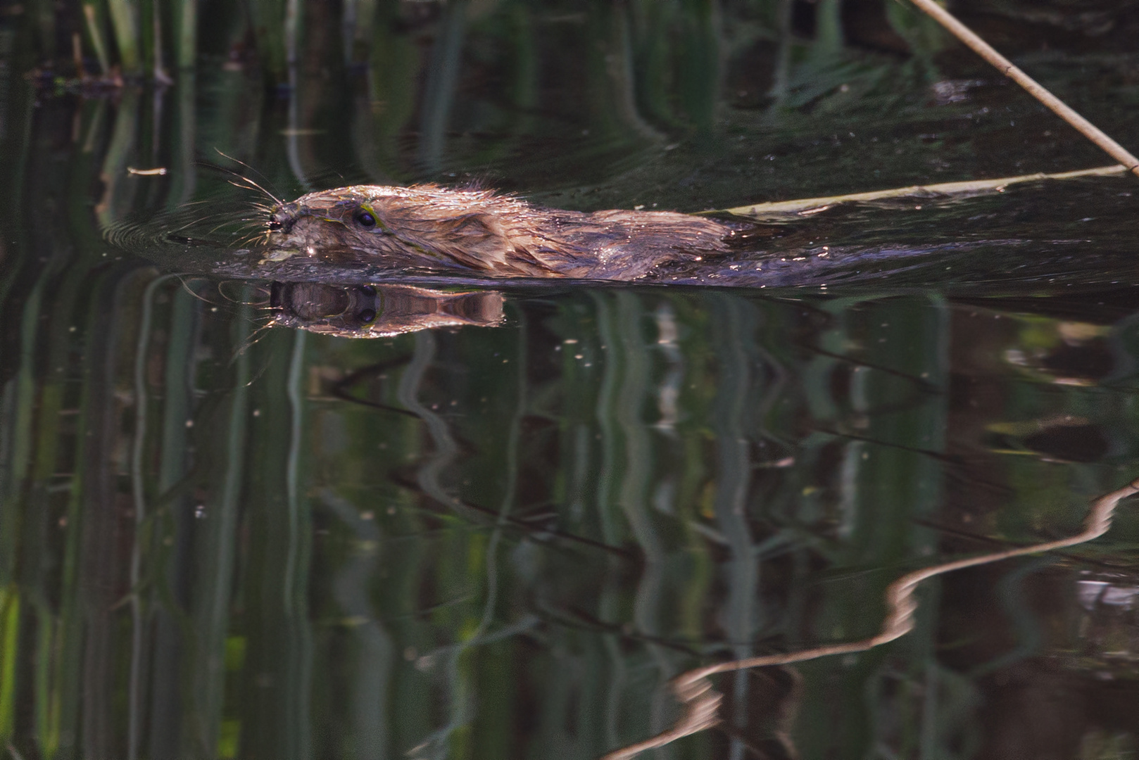 Bisam Foto & Bild wasser, frühling, teich Bilder auf
