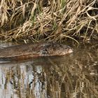 B°I°S°A°M - aber keine Ratte, sondern große Wühlmaus (+ Tier INFO)