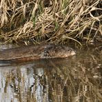 B°I°S°A°M - aber keine Ratte, sondern große Wühlmaus (+ Tier INFO)