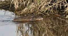 B°I°S°A°M - aber keine Ratte, sondern große Wühlmaus (+ Tier INFO)