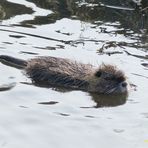 Bisam ......ich schwimme `mal eine Runde....