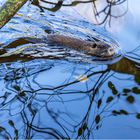 Bisam (oder Nutria)* als Künstler oder Bettler (1)