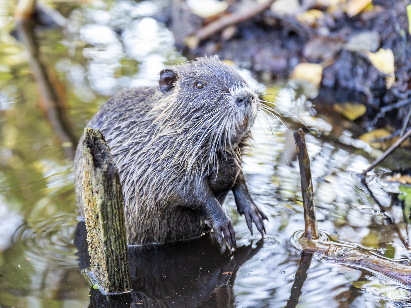 Bisam oder Nutria* als Künstler oder Bettler (2)