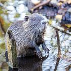 Bisam oder Nutria* als Künstler oder Bettler (2)