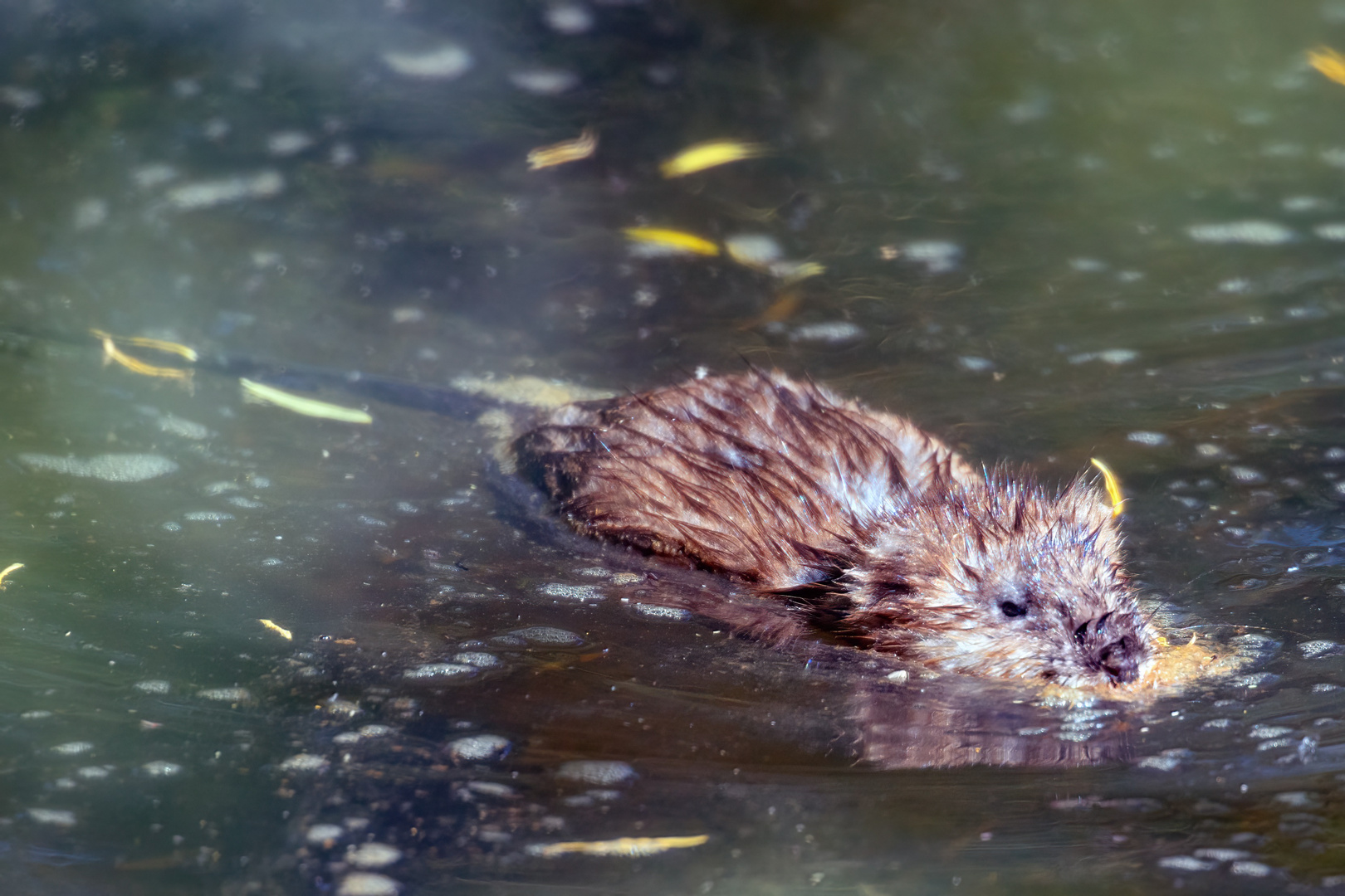 Bisam (Ondatra zibethicus)