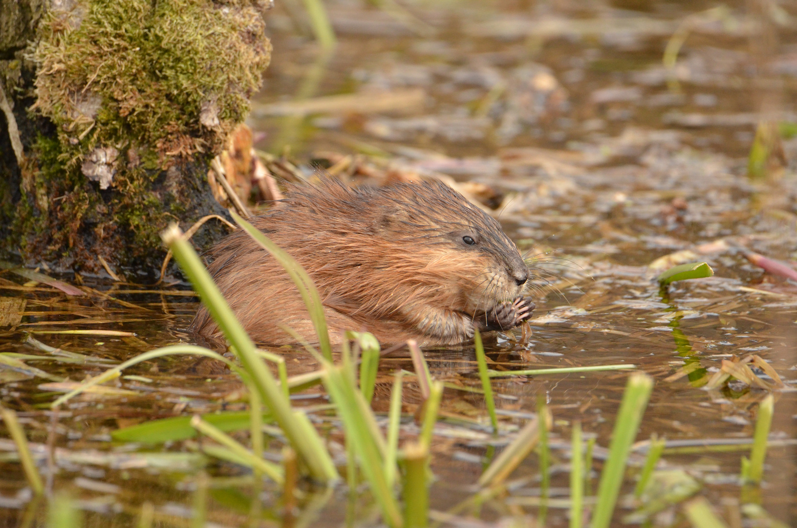  Bisam (Ondatra zibethicus) oder Bisamratte 