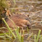  Bisam (Ondatra zibethicus) oder Bisamratte 