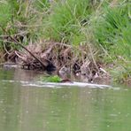 Bisam,Nutria,Biber ? Er schiebt frisches Grün vor sich her.