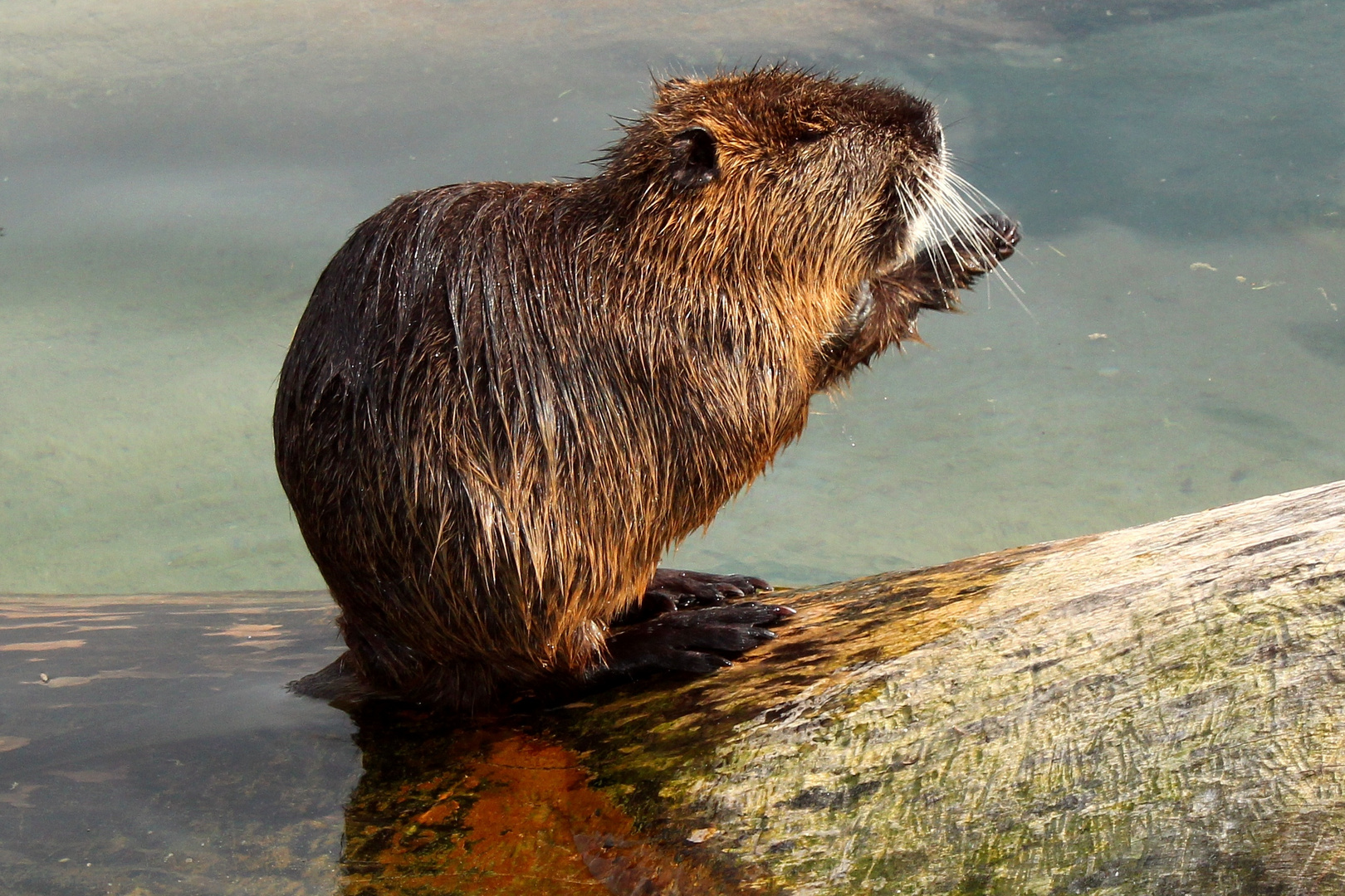 Bisamratte Foto & Bild tiere, wildlife, säugetiere Bilder auf