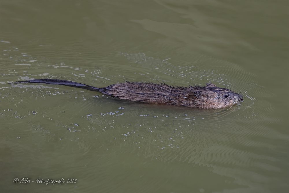 Bisamratte Foto & Bild tiere, wildlife, säugetiere Bilder auf