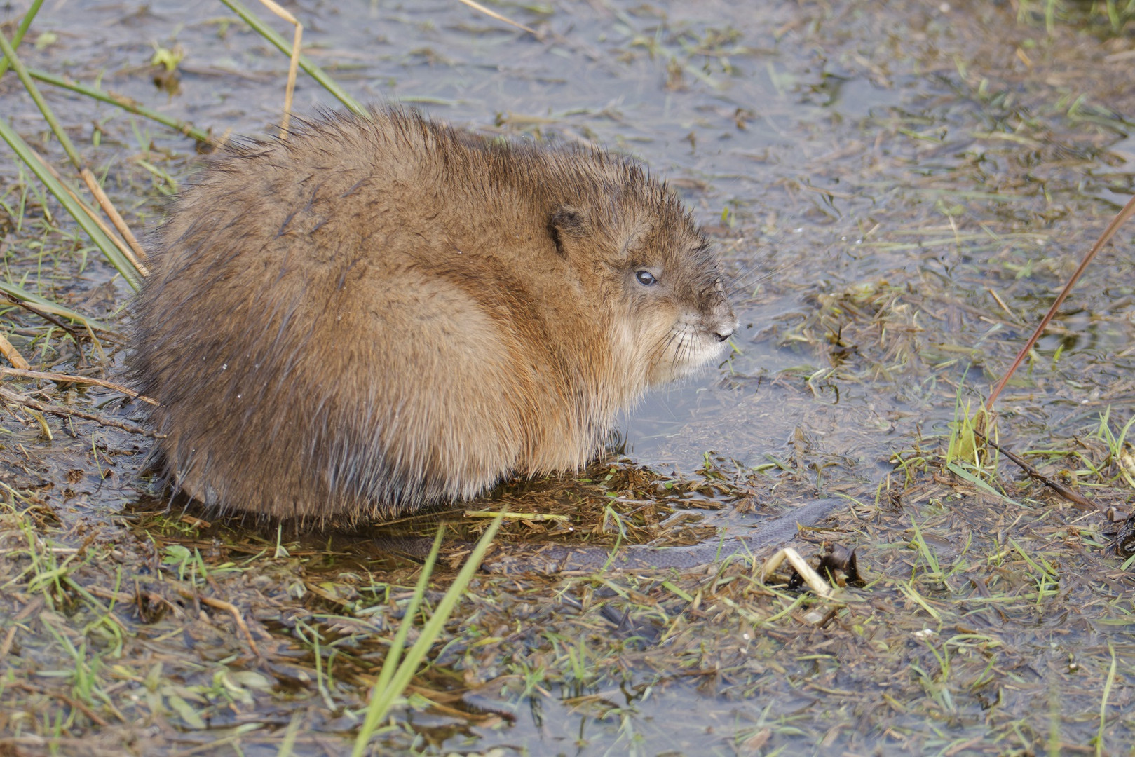 Bisamratte am Ochsenmoor