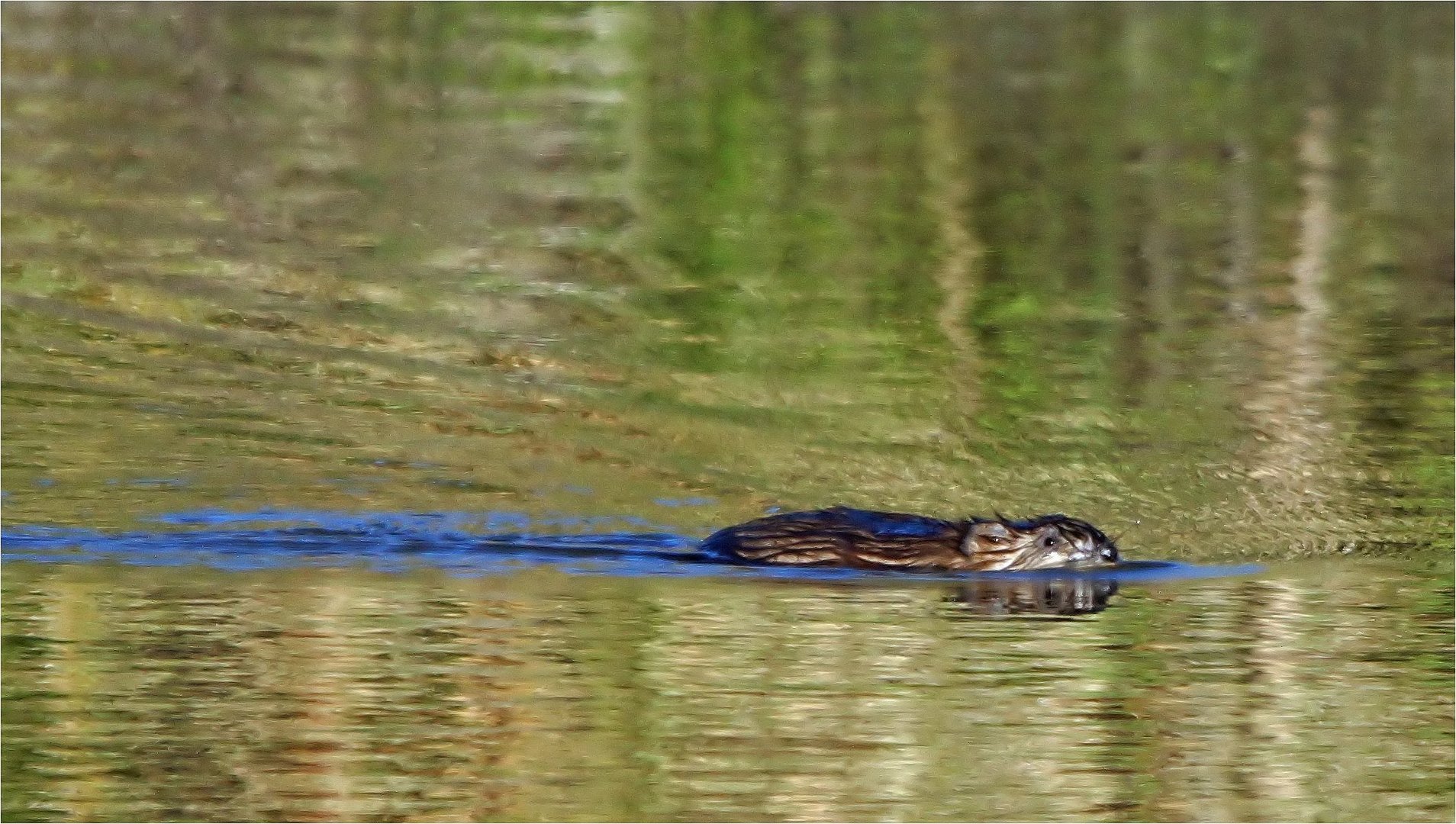 Bisamratte an der Elbe