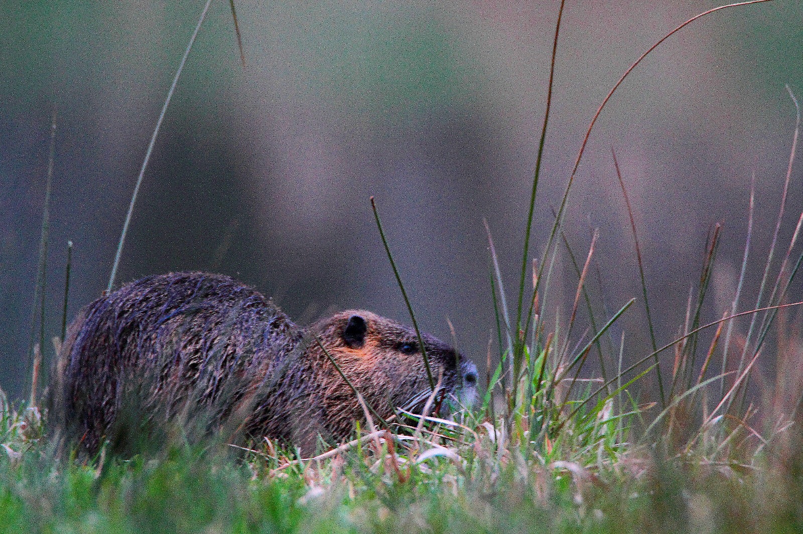 Bisamratte an Land