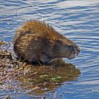 Bisamratte im Oak Hammock Marsh