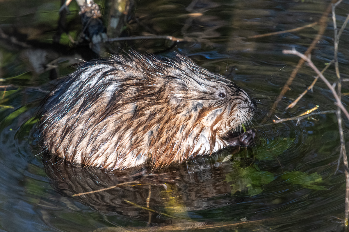 Bisamratte im Wasser