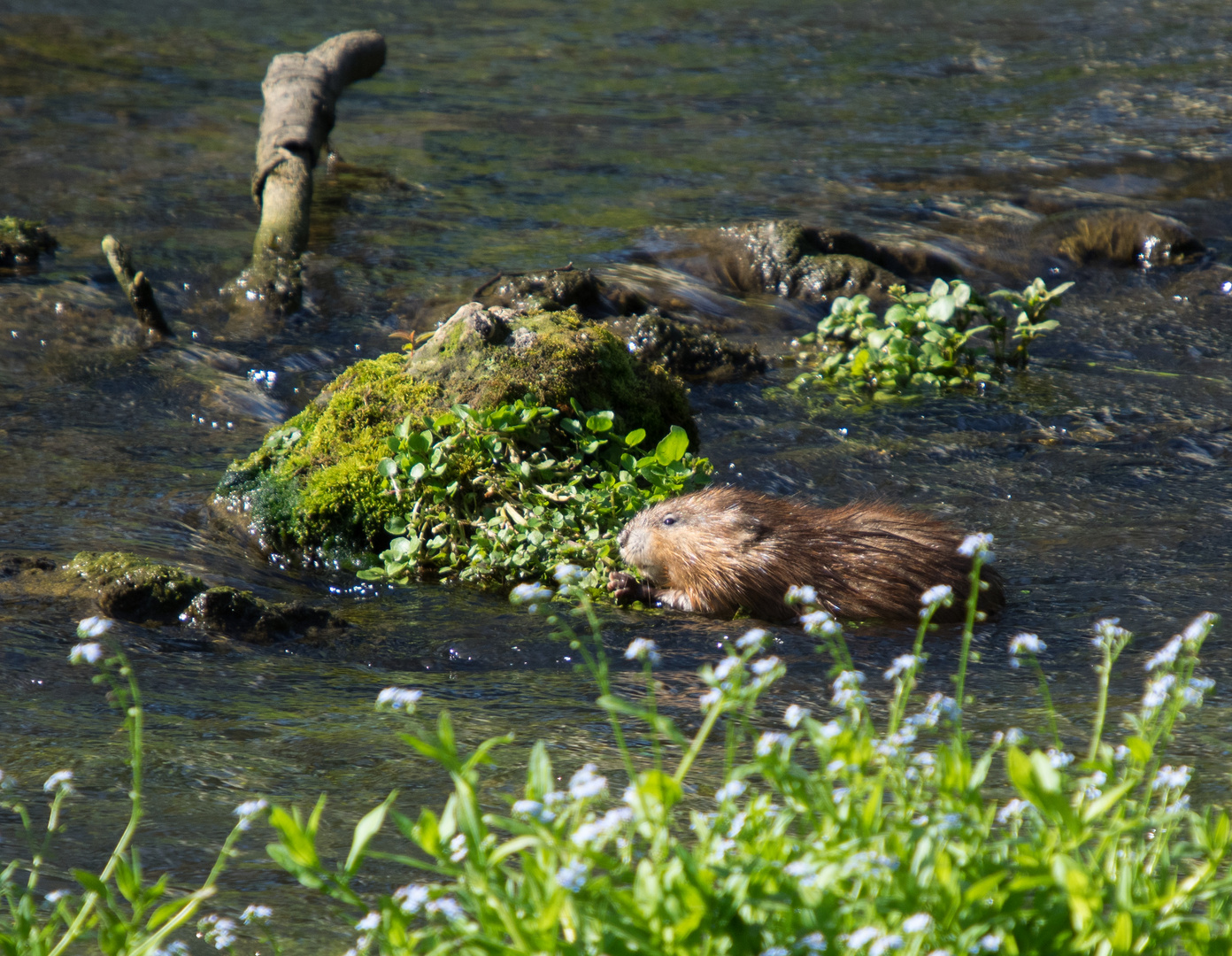 Bisamratte in der Pegnitz, Hersbrucker Schweiz