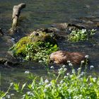 Bisamratte in der Pegnitz, Hersbrucker Schweiz