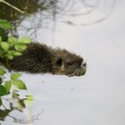 Bisamratte (Nutria) 