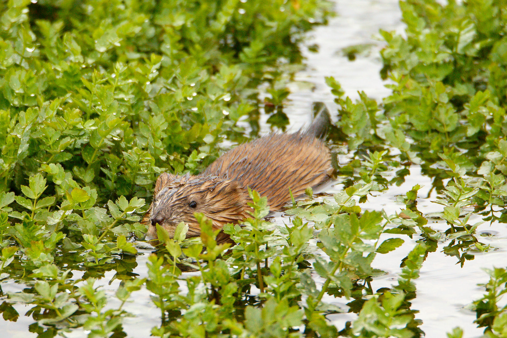 Bisamratte (Ondatra zibethicus)