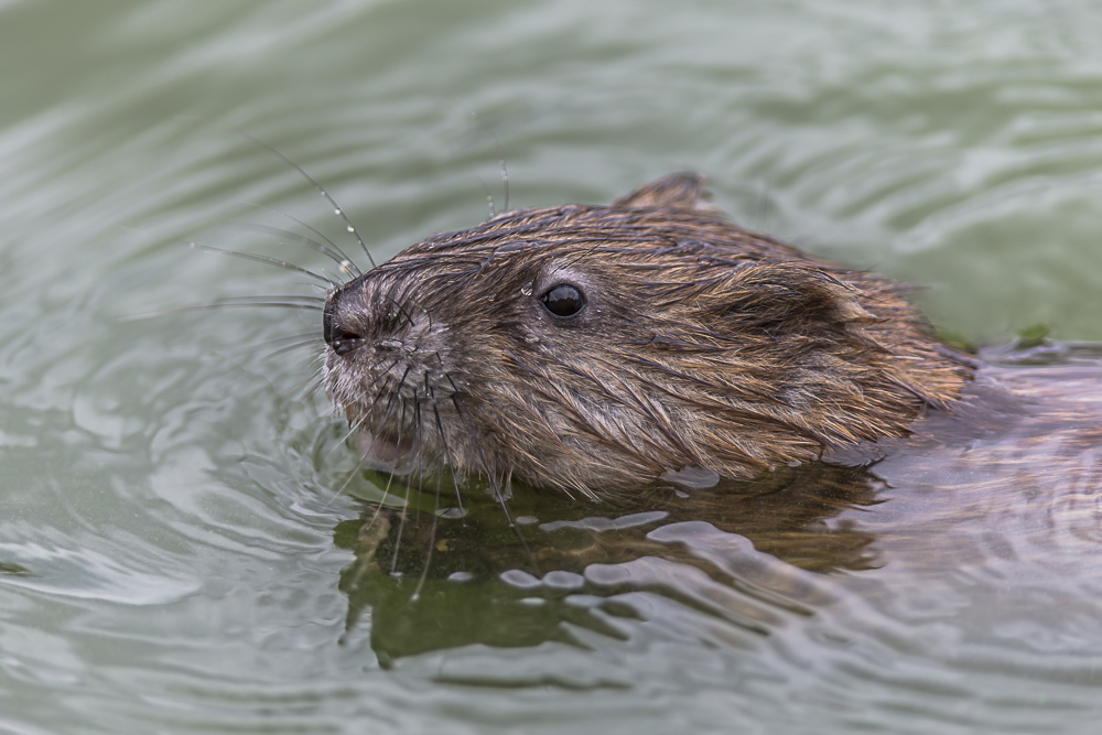 Bisamratte (Ondatra zibethicus),