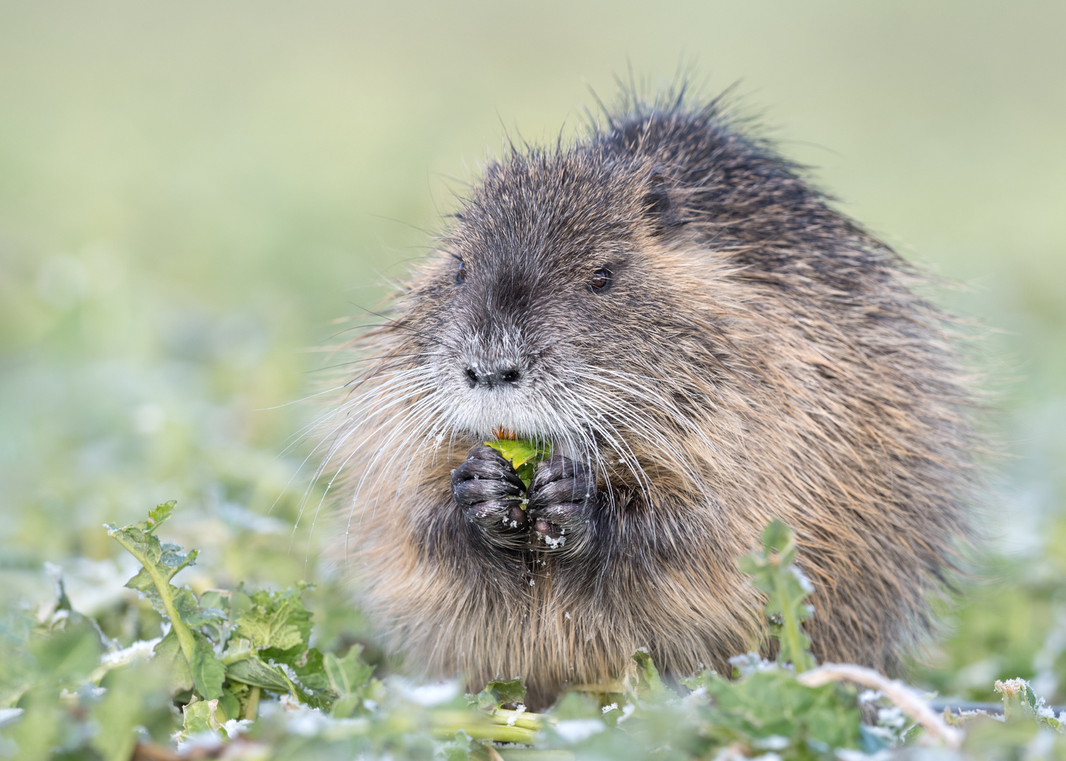 Bisamratte (Ondatra zibethicus)