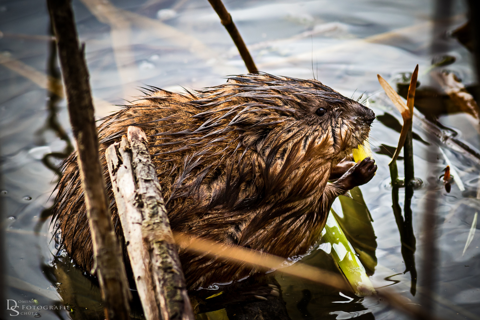 Bisamratte (Ondatra zibethicus)