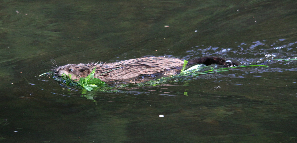 Bisamratte (Ondatra zibethicus)