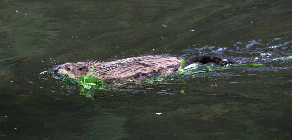 Bisamratte (Ondatra zibethicus)