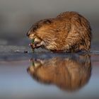 Bisamratte (Ondatra zibethicus) frisst Schachtelhalm, Finnland