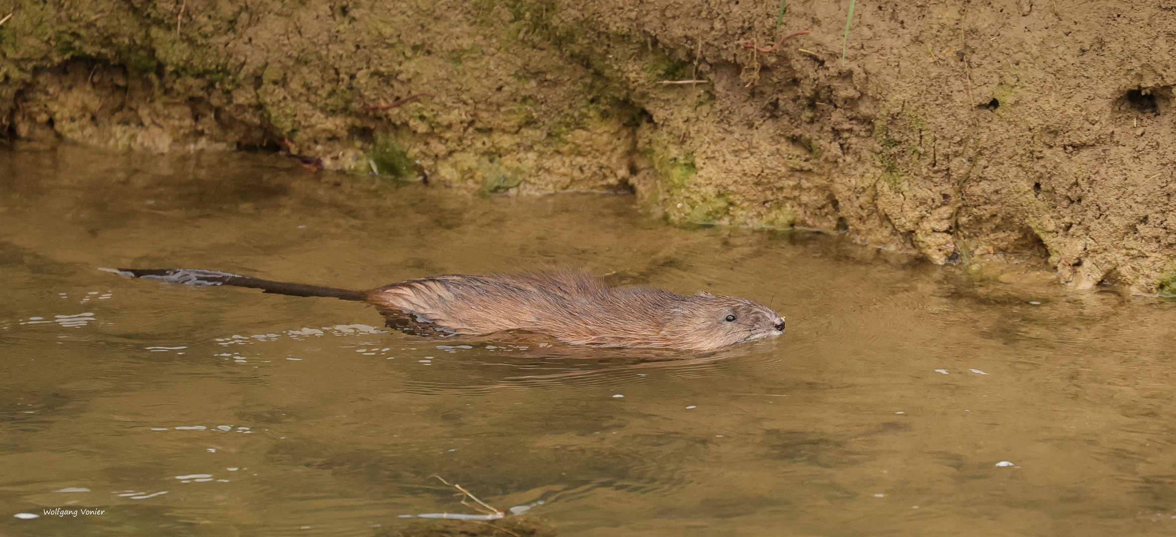 Bisamratten