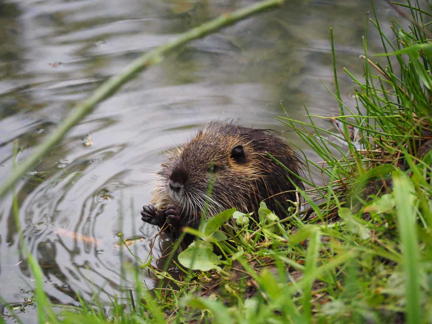 Bisamratten. Nachwuchs