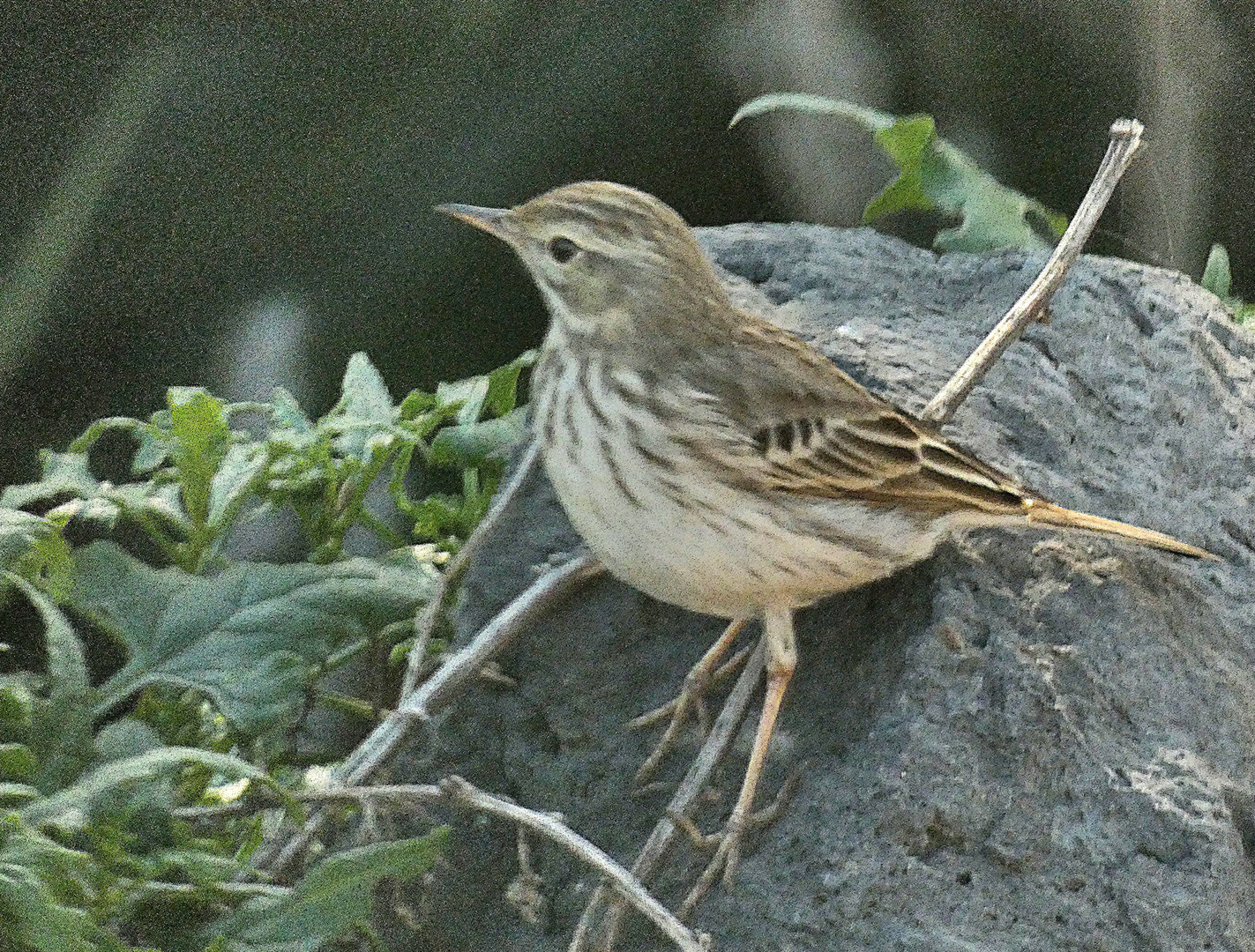 Bisbita caminero